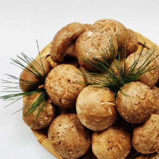 경북안동 무농약 국산 생표고버섯