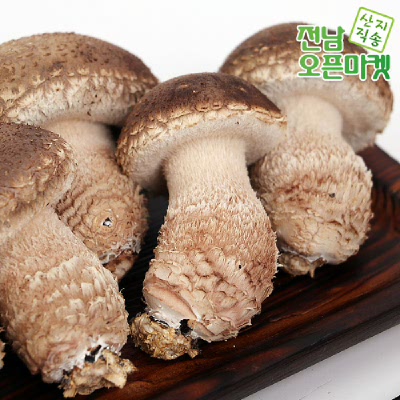 (전남오픈마켓) 곡성 송화버섯 1kg(3등품)