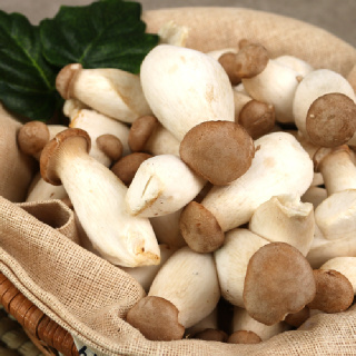 [음성장터] 무농약 꼬마새송이버섯 2kg