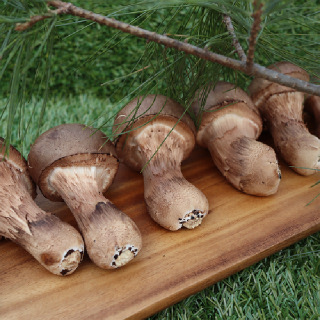 [경기 여주] 참송이버섯 1kg 생산자 산지직송