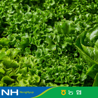 [동김제농협] 유러피안샐러드 4종 1kg 대용량 야채믹스