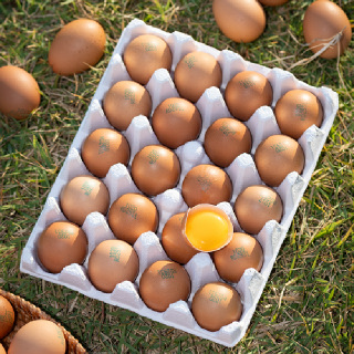 [대한민국농수산] 난각번호 1번 무항생제 유정란 1판(20구)