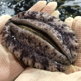 해신수산 완도활전복 특특大 5-6미 1kg 포장선택