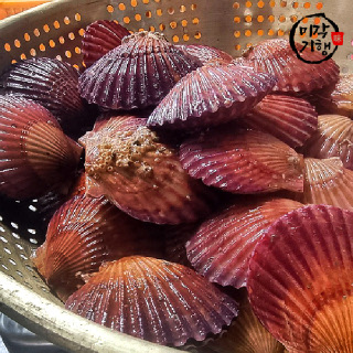 미각기행 통영 홍가리비 5kg