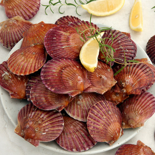 바다담음 통영 홍가리비 2kg(1kg - 25~33미 내외)