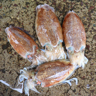 [착한어부] 갑오징어 1kg