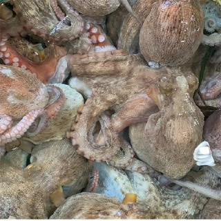 ★11/22 수산대전,NH카드 적용가 15,900원★정성수산 고흥 돌문어1kg(1~3미내외)