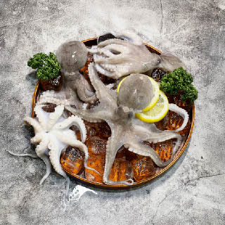 ★암수랜덤★ [오늘신선] 태안 신진도 산지직송 생물 알배기 알쭈꾸미 1kg(7-12미)