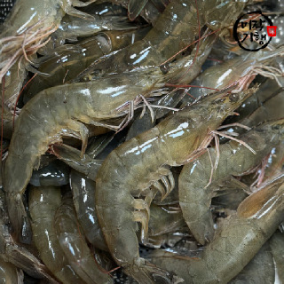 미각기행 제철 대박 활 흰다리 왕새우 1kg(29미 내외)