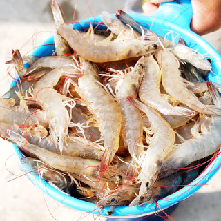바다담음 산지직송 왕 새우 1kg(35~45미 내외)