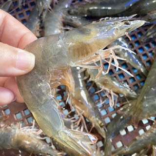 [오늘의바다] 국내산 흰다리새우 1kg