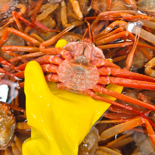 [일품대게]구룡포 연지 자숙홍게 A급 4kg (13-15마리/자숙전4kg)