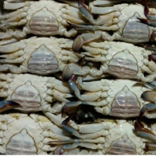연평도명품꽃게 (숫게 5kg 급냉)