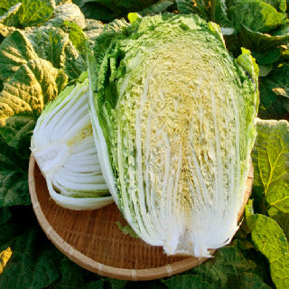 [한국농협김치 순천남도김치] 절임배추20kg (출고일지정)