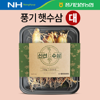 [풍기인삼농협] 풍기 수삼 대(大) 750g(7~8뿌리) 