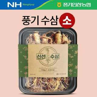[풍기인삼농협] 풍기 수삼 (소)11~12뿌리/ (중)9~10뿌리/ (대)7~8뿌리