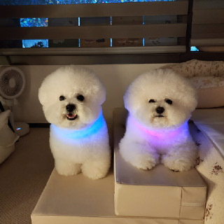 [울트라웨이브] 안전한 야간산책 메이트 (오로라 LED 목걸이)
