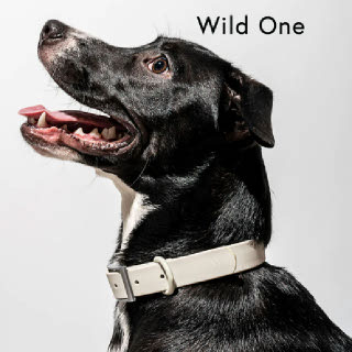 Wild One Collar_그레이 5종 사이즈 방취 방수 프리미엄 애견 목줄,스트렙,사계절