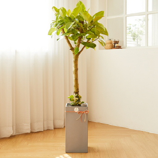 뱅갈고무나무 모던라인 1호