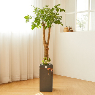 해피트리 모던라인 1호