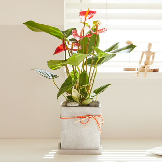 안시리움 모던라인 1호