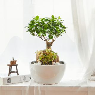 인삼팬다 클래식 1호