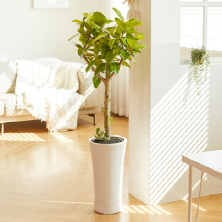 뱅갈고무나무 클래식 1호