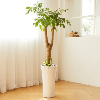 해피트리 클래식