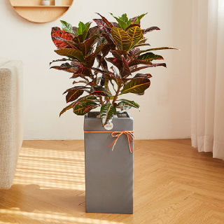 크로톤 모던라인