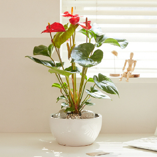 안시리움 클래식 1호