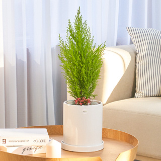 율마 클래식 1호