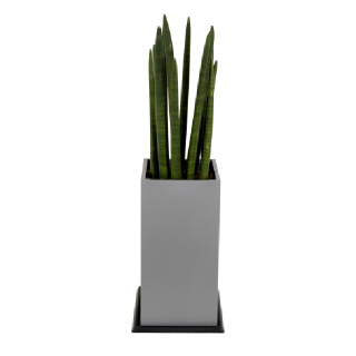 [한국화훼농협] 스투키