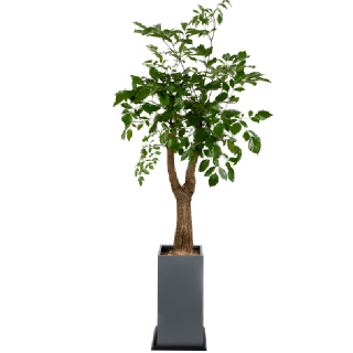 [한국화훼농협] 해피트리