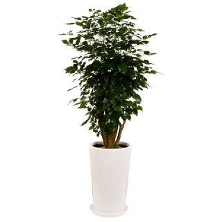 [한국화훼농협] 녹보수