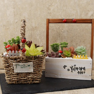 [음성장터] DIY 다육화분세트 다육이 4개