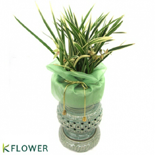 [한국화훼농협] 황룡금