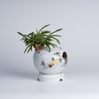 [한국화훼농협]소엽풍란 산수화백자(중)