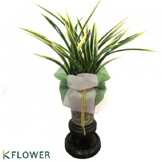 [한국화훼농협] 태양금