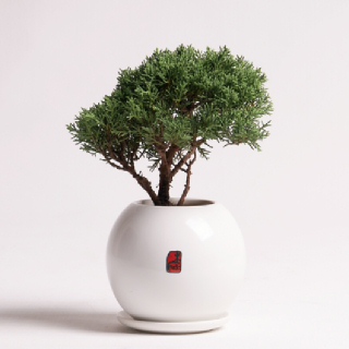 [한국화훼농협]모던 진백 분재