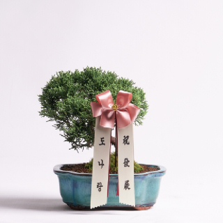 [한국화훼농협]진백 클래식 분재