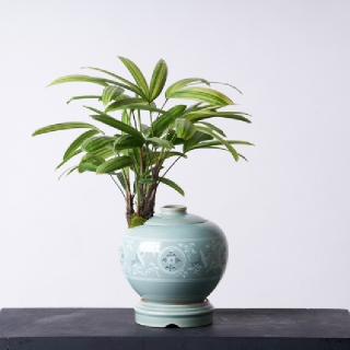 [한국화훼농협]서황금 도자기분재 청자 운학