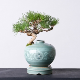 [한국화훼농협]해송 도자기분재 청자 운학