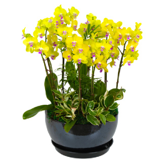 [한국화훼농협] 무궁한발전기원