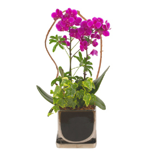 [한국화훼농협] 미니 만천홍