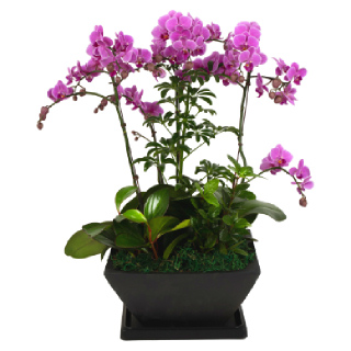 [한국화훼농협] 감사의기쁨