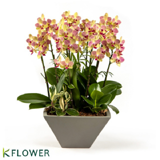 [한국화훼농협] 승진축하 서양란