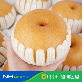 [농할가11,120원] 나주배원예농협 26년산 햇 원황배 3k 5kg 가정용