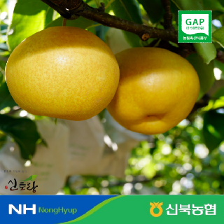 [농할X싱씽배송][농할추가20%] ★26년산 햇신고배 신북농협 GAP 氣영암 신고배 가정용 3-5kg