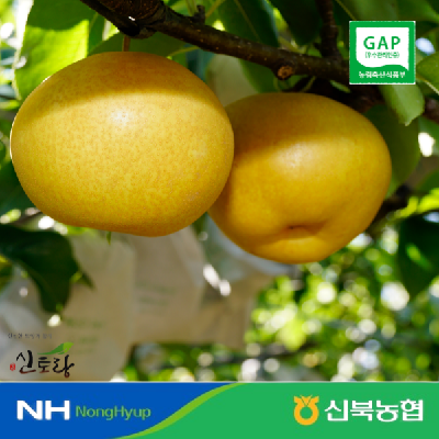 [농할X싱씽배송] ★26년산 햇배 신북농협 GAP 氣영암 신고배 가정용 3-5kg
