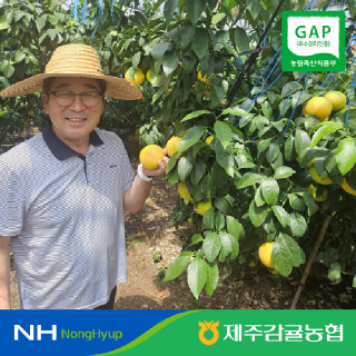 [제주감귤농협]황금향 가정용 3kg (15~20과)